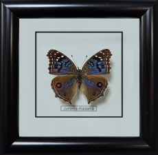 Бабочка №600 Junonia rhadama