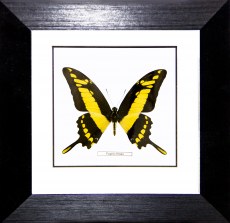 Бабочка №1200 Papilio thoas