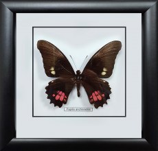 Бабочка №1000 Papilio anchisiades