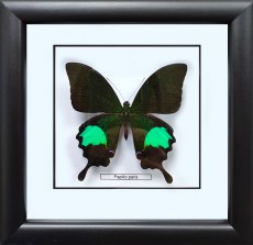 Бабочка №1000 Papilio paris