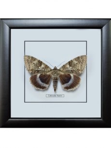 Бабочка №900 Catocala fraxini  