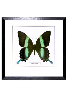 Бабочка №1200 Papilio blumei