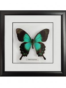 Бабочка №1000 Papilio lorquinianus
