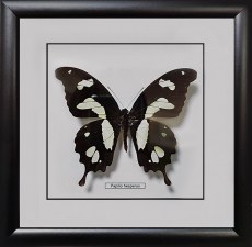 Бабочка №1200 Papilio hesperus
