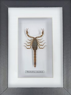 Скорпион №800 Mesobuthus caucacus