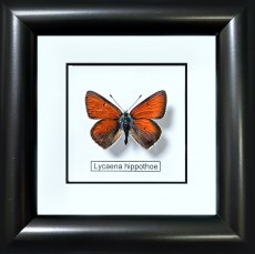 Бабочка №400 Lycaena hippothoe