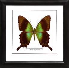 Бабочка №1000 Papilio peranthus