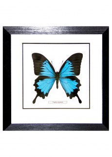 Бабочка №1400 Papilio ulysses