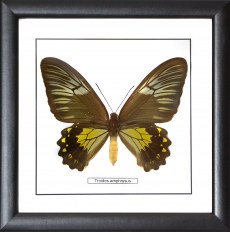 Бабочка №1200 Troides amphrysus самка