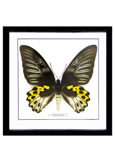 Бабочка №1400 Troides hypolitus самка
