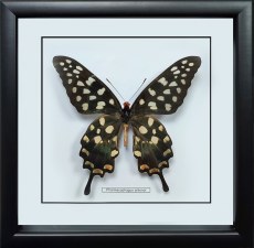 Бабочка №1200 Pharmacophagus antenor