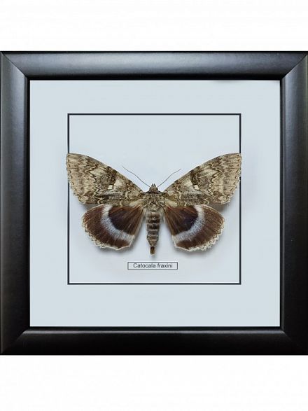 Бабочка №900 Catocala fraxini  