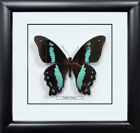 Бабочка №1000 Papilio nireus