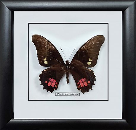 Бабочка №1000 Papilio anchisiades