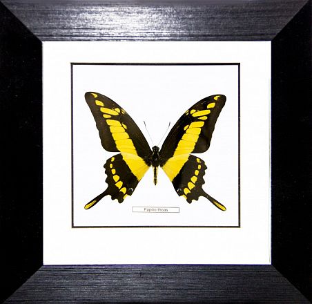 Бабочка №1200 Papilio thoas